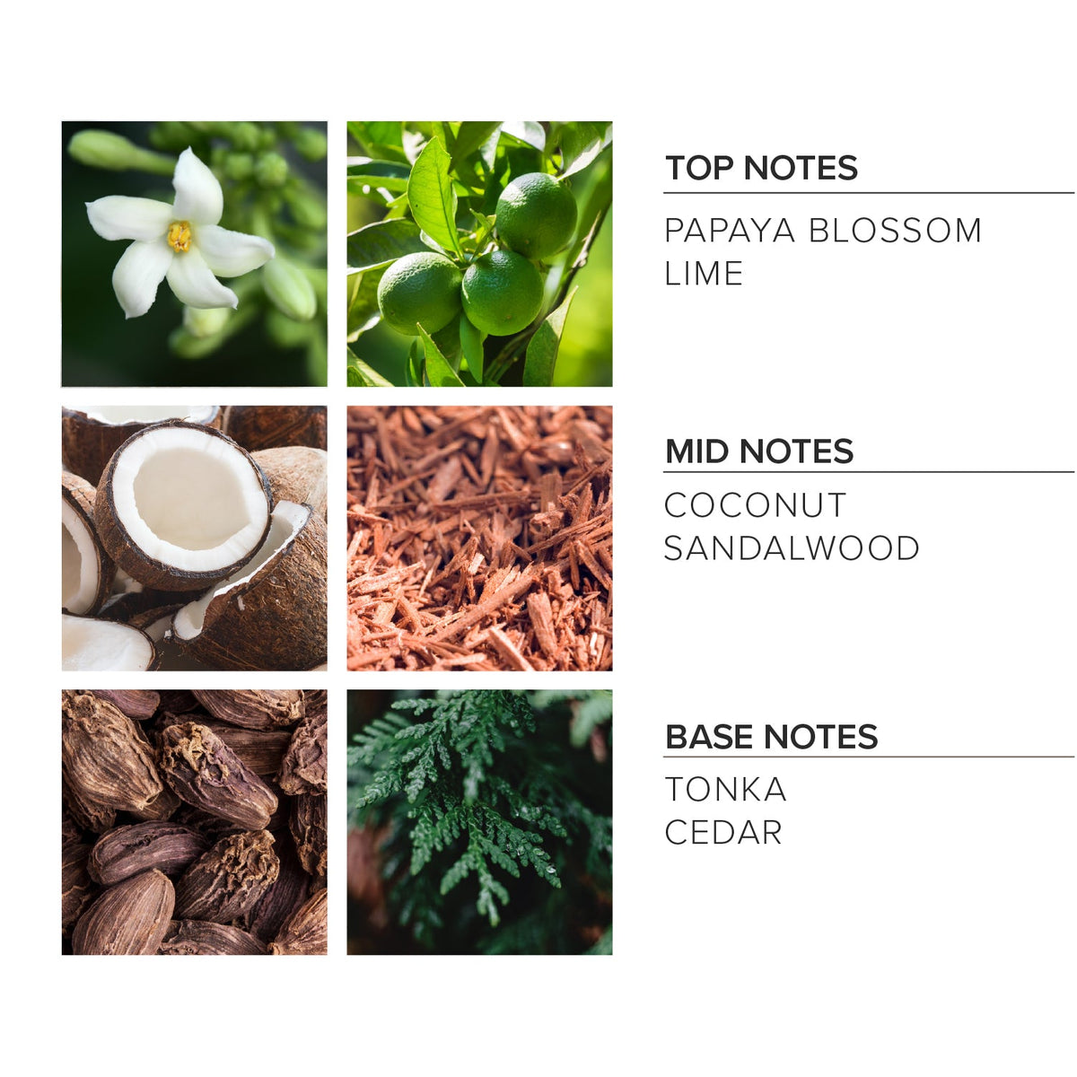 Coconut Sandalwood Liquid Soap