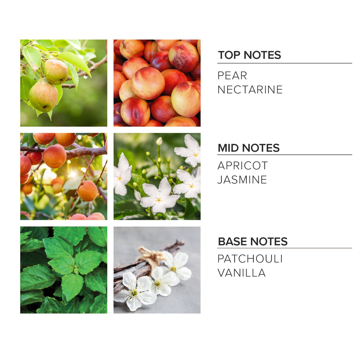 Apricot Bloom Liquid Soap
