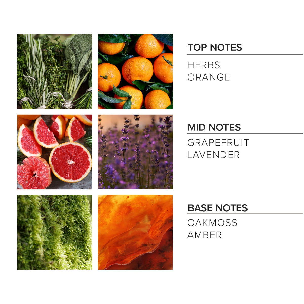 Citrus Herbed Tonic Reed Diffuser