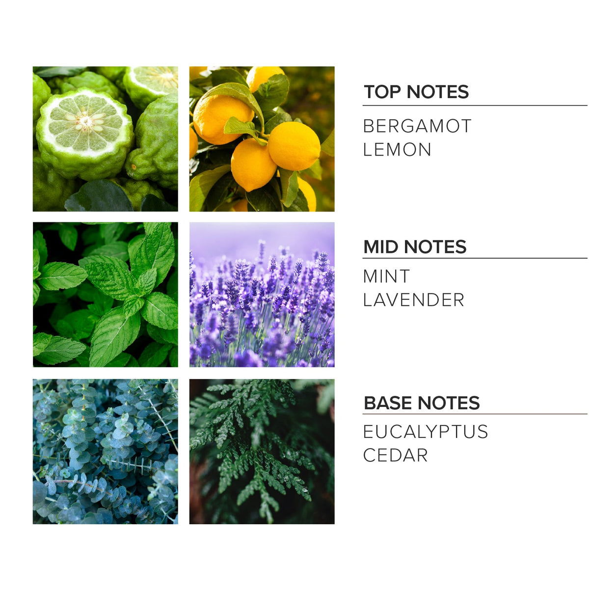 Lavender Mint Roll-On Perfume