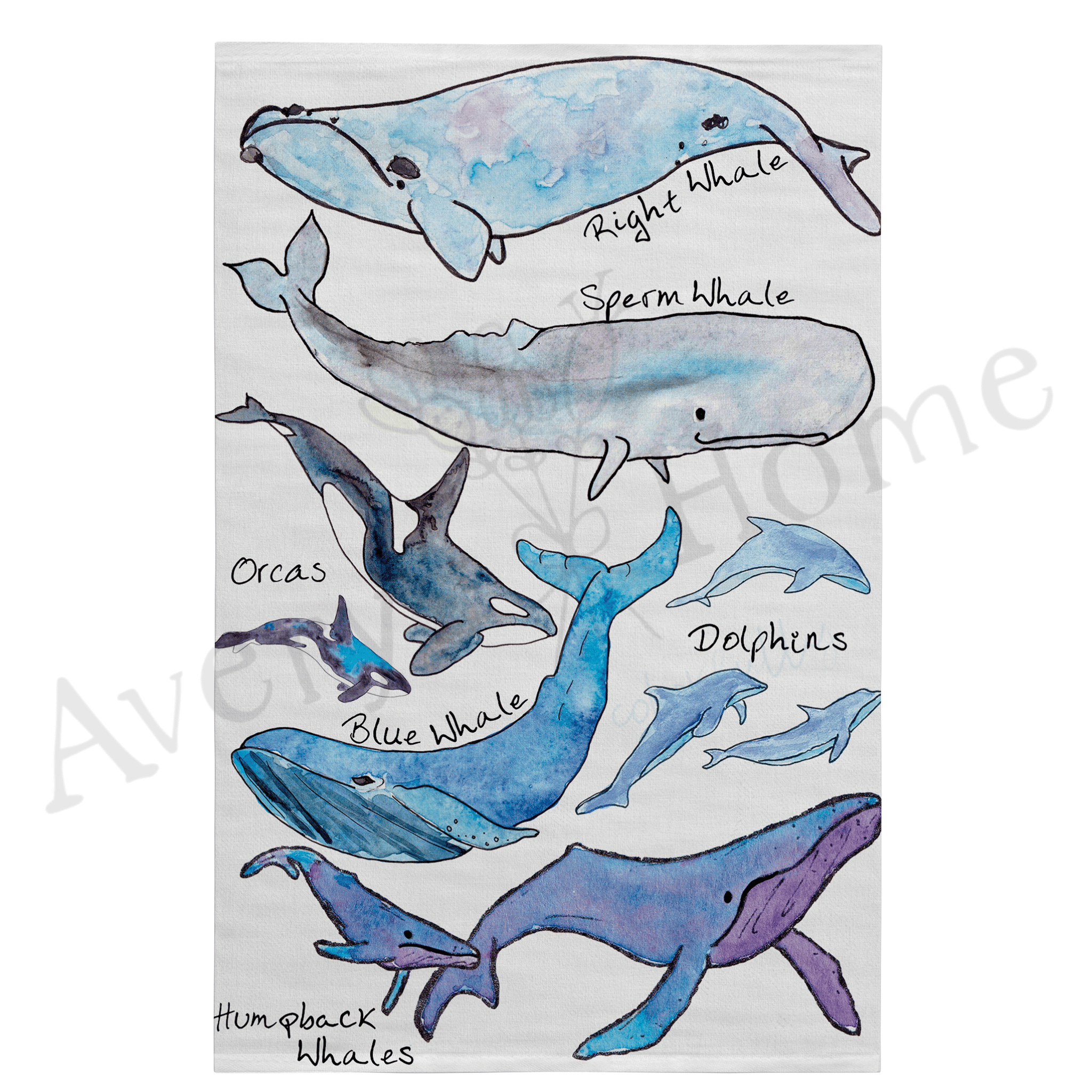 Whale Species dish towel design detail